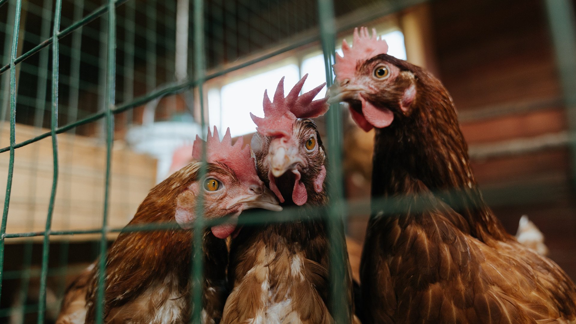 英雄联盟赛季MVP评选标准引发争议，英雄联盟mvp次数排名