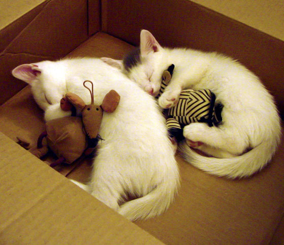 kaiyun 开云体育-五大联赛的薪资结构对球员流动性的影响，五大联赛最高年薪